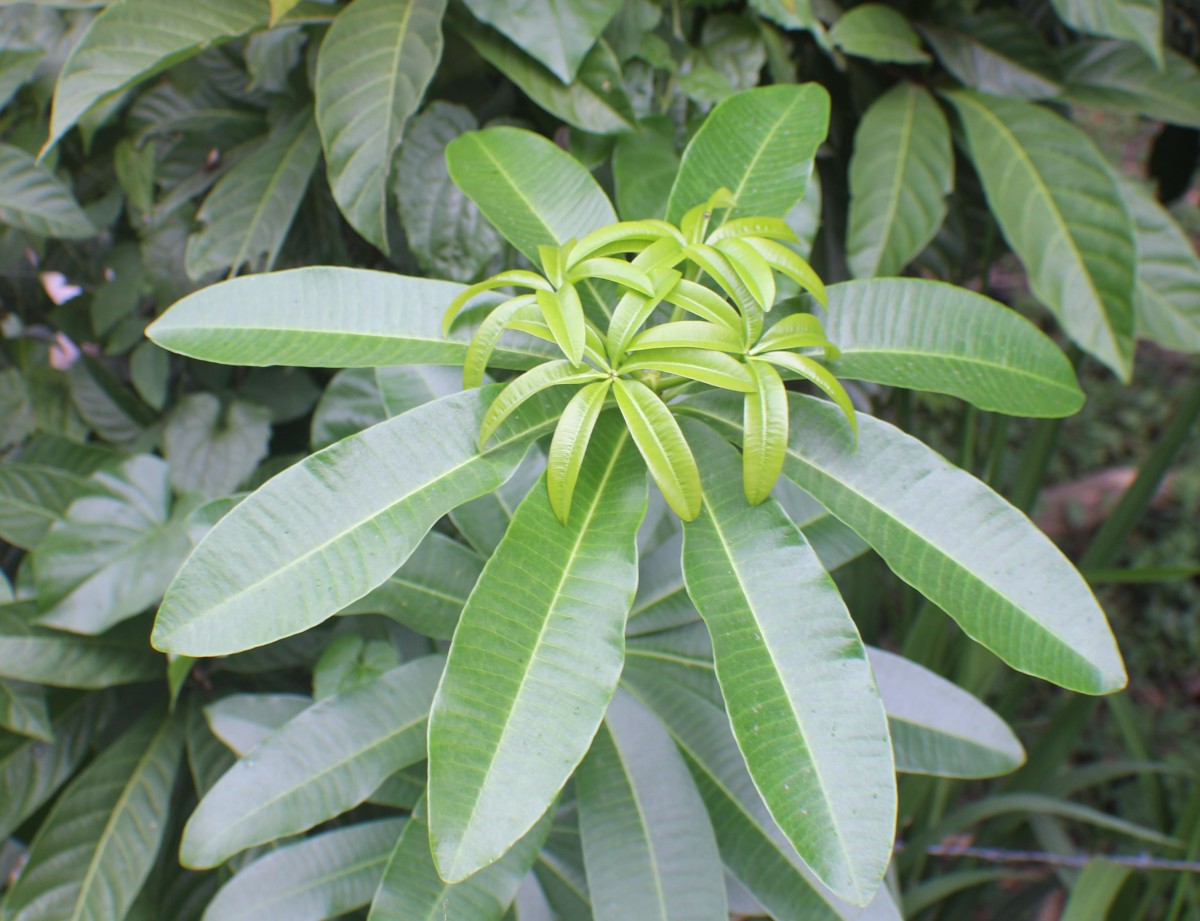 Alstonia scholaris (L.) R.Br.